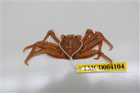 藏品(近親盾牌蟹)的圖片